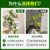 Planta de Murraya Paniculata en Maceta para Escritorio de Oficina, Planta Verde con Tronco Viejo y Plántulas, Florece Todo el Año, Flor de Interior Fácil de Cuidar para Jardineros Perezosos