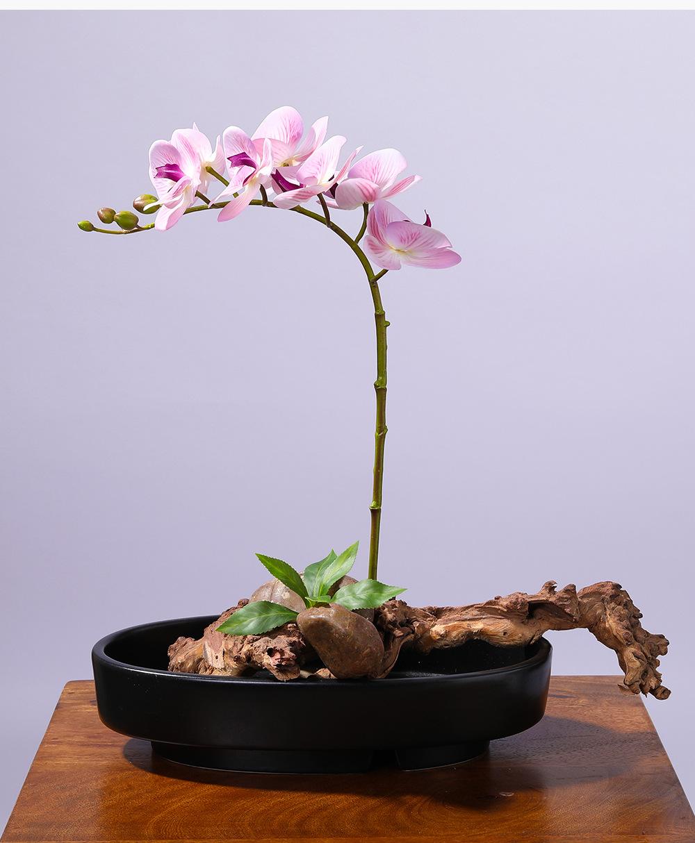 小7头蝴蝶兰详情图