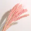 Ramo de Flores Secas de Yunnan Espigas de Mijo Espigas de Grano Decoración para el Hogar Literaria Pastoral Accesorios para Fotografía Flores Secas DIY Venta al por Mayor