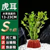 Piedra Volcánica Plantas Acuáticas Plantas Hidropónicas Paisajismo de Acuarios Plantas Acuáticas Sauce Acuático Hierba Ciempiés Crisantemo Verde Plantas Acuáticas Tolerantes a la Sombra Plantas Reales Venta al por Mayor