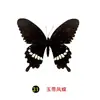 Especímenes Tridimensionales de Mariposas e Insectos Reales para la Educación Científica Infantil en Jardines de Infancia, con Alas Extendidas, Diseño de Estilo Fotográfico 1