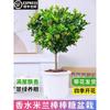 Dropshipping Perfume Flor de Milán Planta Verde en Maceta Planta de Flor de Interior Sala de Estar Balcón Planta de Floración de Cuatro Estaciones Jazmín