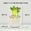 Adornos de Escritorio Hechos a Mano de Flor de Jacinto Suculento Esmaltado Decoración de Maceta de Planta Artificial de Vidrio Micro Paisaje Creativo