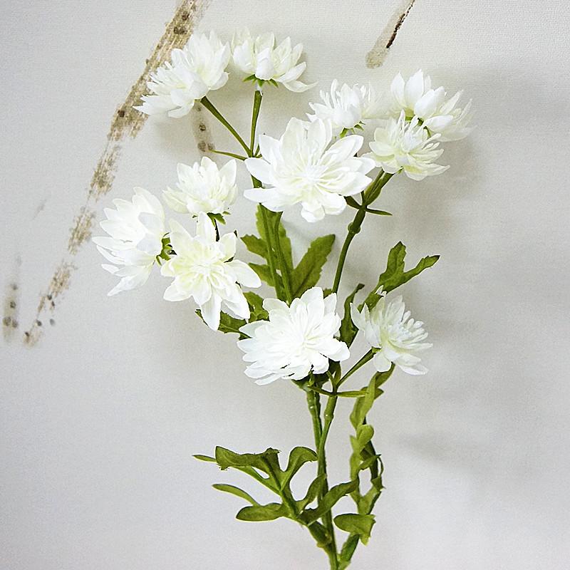黄金菊