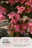 Plántulas de Buganvilia en Maceta con Flores, Plántulas Extra Grandes, Sakura Zhanghong, Interior Balcón, Floración Multitemporada, Enredadera de Alto Nivel