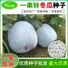 Um Cacho de Sementes de Melão-de-Inverno Rosa-Pele, Sementes para Jardinagem Caseira e Plantio no Quintal, Vegetais de Estação para Sítio, Sementes Grandes de Melão-de-Inverno