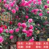 Plántulas de rosa, enredaderas trepadoras, plantas de floración de cuatro estaciones, enredadera, rosa, flor en maceta, flor extra grande, exterior, balcón, plantas verdes