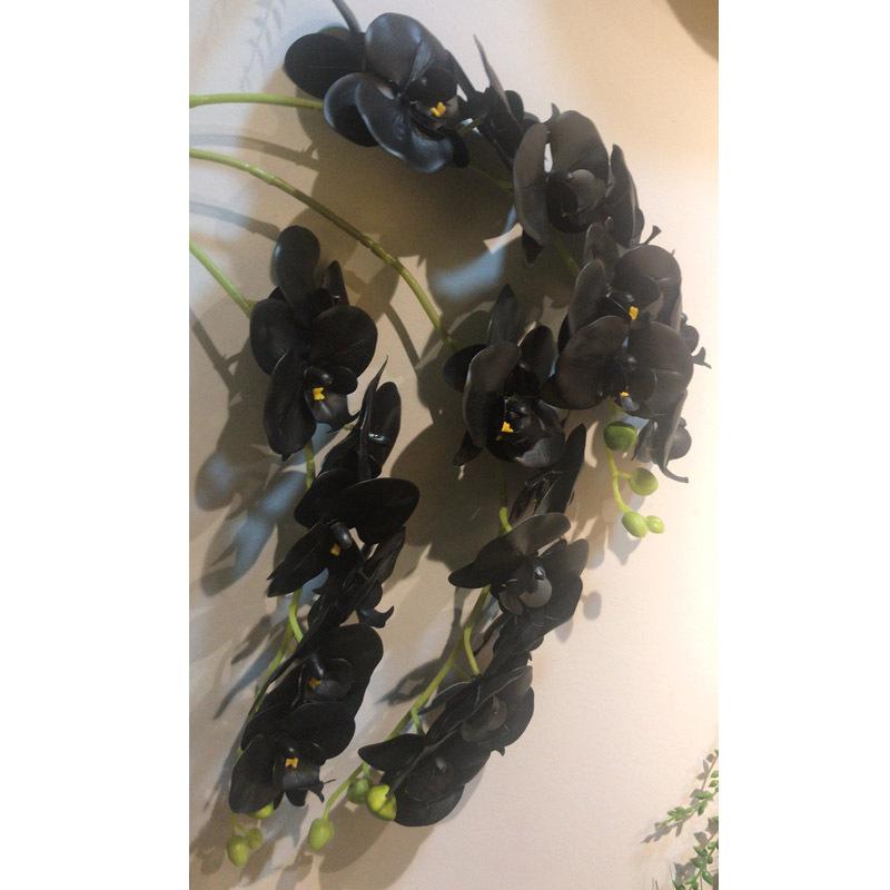 蝴蝶兰单枝-800-黑-3