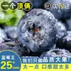 Arándanos de Yunnan Fruta Fresca con Aroma Floral, Fruta Especial de Temporada Fresca, Caja Completa, No Incluye Caja de Regalo Sf Express/Jd
