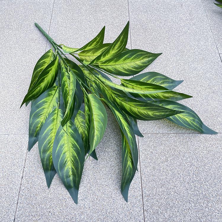 26叶万年青.JPG