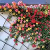 Plántulas Pequeñas de Rosa, Brotes de Rosa, Plantas Verdes con Flores para Balcón, Plantas de Interior en Maceta, Enredaderas Trepadoras con Flores Multitemporada de Fácil Cuidado