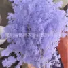 Pino Penglai Flor Eterna Cedro Hogar Flotante Decoración Regalo Día de San Valentín Chino Flor Eterna Venta al por Mayor Pino Penglai Flor Seca