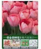 Venta al por mayor de 5 bulbos de tulipán en stock, florecen en todas las estaciones, fáciles de cuidar, adecuados para cultivo hidropónico, de pétalos dobles, para cultivo en tierra o maceta en el balcón