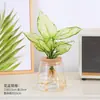 Planta em Vaso Vermelho Geely, Planta Verde Ruyi Rainha Elefante Branco Hidropônica, Planta de Folha Decorativa para Mesa de Escritório, Flor Fácil de Cuidar