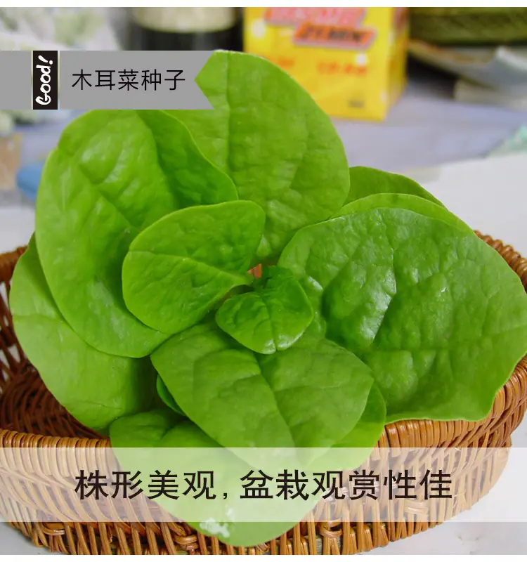 木耳菜03-1