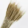 Venta al por mayor de fábrica ramo de flores secas de espiga de trigo natural cebada de apertura adornos de decoración pastoral adornos de flores secas estilo pastoral