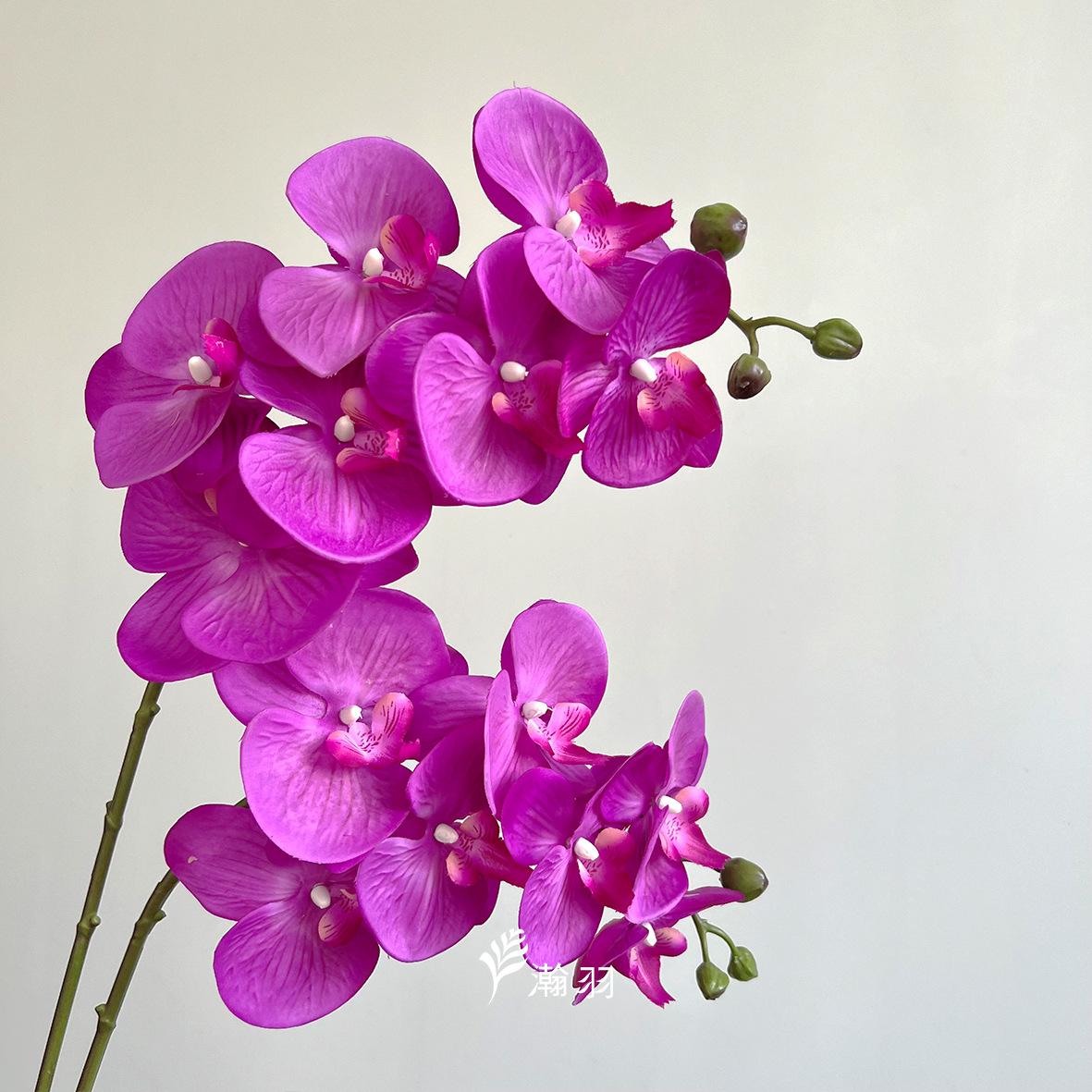 7头手感蝴蝶兰：玫紫，长88cm，花体30cm (6)