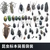 Especímenes de Insectos y Mariposas, Insectos Reales, Animales de Tu Elección, Escarabajos Rinoceronte, Accesorios Fotográficos para Enseñanza y Educación, Protozoos 3