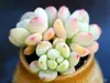 Frete Grátis de Suculentas Kunming Maduras com Vasos Atacado Interior Estufa Yunnan com Raízes Combinação de Plantas Suculentas em Vasos Suculentas