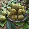 Melón Hami sobre fruta Ajenjo sobre Regalo del Festival del Bote del Dragón hierba original Wei chica regalo de aromaterapia