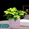 Flor Mimosa em Vaso Pequeno Planta de Interior Varanda Mimosa Muda Pronta com Raízes Folhagem Verde Interessante Mimosa