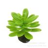 Una variedad de decoración artificial carnosa para mesa flores artificiales adornos de plantas animales accesorios de jardín plantas árboles falsos de plantas mesa de arena plantas verdes