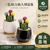 [Cactus Tricolor] Planta Auspiciosa Tres Tesoros Combinación de Bolas Tricolor Escritorio Balcón Planta a Prueba de Radiación Planta en Maceta