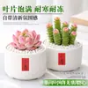 Plantas Suculentas de Interior, Cactos Pequenos em Vasos, Flores, Plantas Verdes, Escritório, Jardim de Infância, Mesa, Suculentas Tipo Cacto