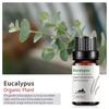 Exportación Transfronteriza Aceite Esencial Individual Fragancia Aromaterapia Masaje Aceite Esencial Sándalo Difusor Mayoreo Muestra de 10 ml