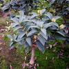 Plántulas de Osmanthus Tianxiang Taige en maceta, bonsái injertado, pila antigua, tocón de árbol nativo, fragancia intensa, dorado en flor en todas las estaciones.