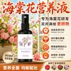 O que fazer se as flores de Begônia tiverem folhas amareladas, murchando, botões caindo, manchas pretas e não florescerem, e qual é a solução nutritiva promotora de floração especial e o fertilizante especial?