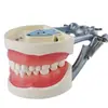 Modelo de Preparo Dental Prática de Ensino Modelo de Preparo com Furo 32 Dentes Gengiva Removível com Furo para Preparo