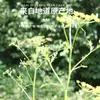500 Gramos de Nuevas Hierbas Medicinales Chinas a Prueba de Viento, Incluyendo Viento del Norte a Prueba de Viento, Viento de Guan a Prueba de Viento y Rodajas Secas a Prueba de Viento, Suministro Directo al por Mayor