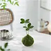 Bola de musgo de ferro mexicana para estudo de mesa, novo estilo Zen Chinês, planta verde perene, planta de interior, árvore de ferro, grama da sorte