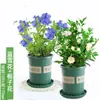 Plántulas de Flores en Maceta Copo de Nieve Azul Florecen en Todas las Estaciones, Plantas Trepadoras Ornamentales para Jardín de Balcón, Resistentes al Calor y Fáciles de Cuidar, Copos de Nieve Blancos