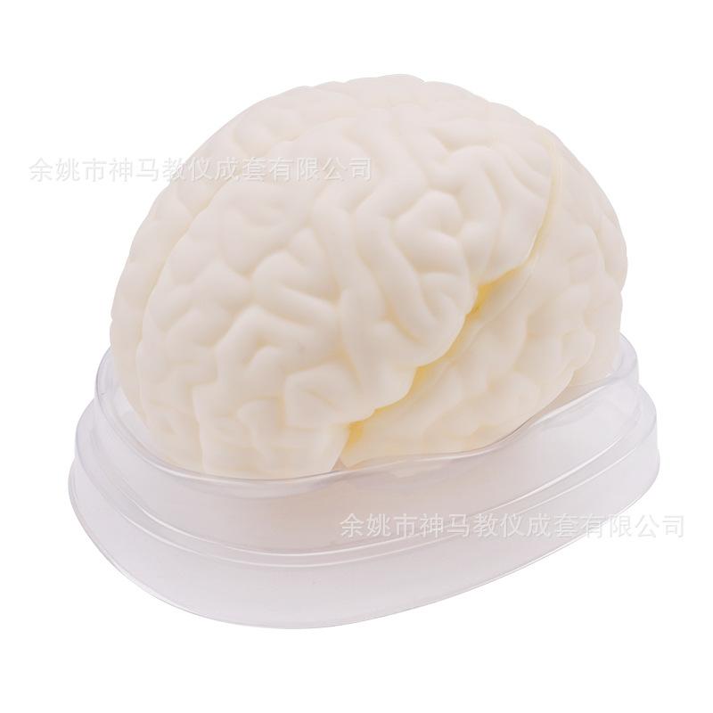 脑解剖模型-3
