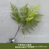 Cyber Celebrated Green Plant Leach Grass Aracus Monet Jardim Janela Paisagem Casamento Casamento Flor Arte Arranjo de Flores