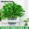 Planta de Interior em Vaso de Rabanete Verde Grande É Fácil de Manter, Absorve Formaldeído na Sala de Estar, Absorve Água e Purifica o Ar no Escritório