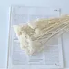 Atacado Flor de Milho Flor Seca Imortal Cor Bleached Flor Real Decoração de Casa Pacote de Material DIY Flor Imortal Transfronteiriça