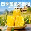 Academia de Ciencias Agrícolas 2.5kg Fruta de Yunnan Maíz Dulce Crujiente en Tiras Fresco Empaquetado al Vacío Desayuno Listo para Comer para Residencias Estudiantiles No Requiere Cocción