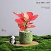 Árvore da Fortuna Plantada em Vaso Desktop Planta Criativa Enfeites Florais de Escritório e Plantas Verdes Coco Rico Funcho Pequeno Bonsai