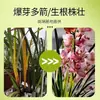 Solución Nutricia Multi-Flecha Rey para Floración, Fertilizante General para Plantas para Estimular Brotes y Promover la Floración, Fomentando una Floración Abundante y Extendiendo el Periodo de Floración, Fertilizante para el Cultivo de Flores en Casa