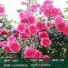 Rosa trepadora Extra grande Floración Cuatro estaciones Enredadera Rosa Semilleros de rosa Enredadera Patio Flor grande Balcón Florales Shihua