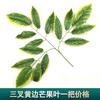 Simulación ramificación enverdecimiento hojas de árbol falso decoración ingeniería jardín pegamento árbol grande hojas de baniano paisajismo accesorios para actuación