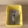 Directamente del fabricante: Bandeja de Arena para Gatos Extra Grande, Inodoro para Gatos, Antisalpicaduras, Bandeja de Arena Abierta Gigante para Gatitos, Mayoreo