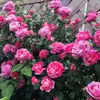 Dropshipping Lirios, Rosas Trepadoras, Rosas Fragantes en Maceta Grande, Plántulas de Rosas de Jardín, Enredaderas