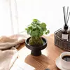 Bola de musgo Grama-moeda hidropônica fácil de cuidar para interior sem ansiedade pequena planta em vaso escritório mesa de centro desktop planta verde de interior
