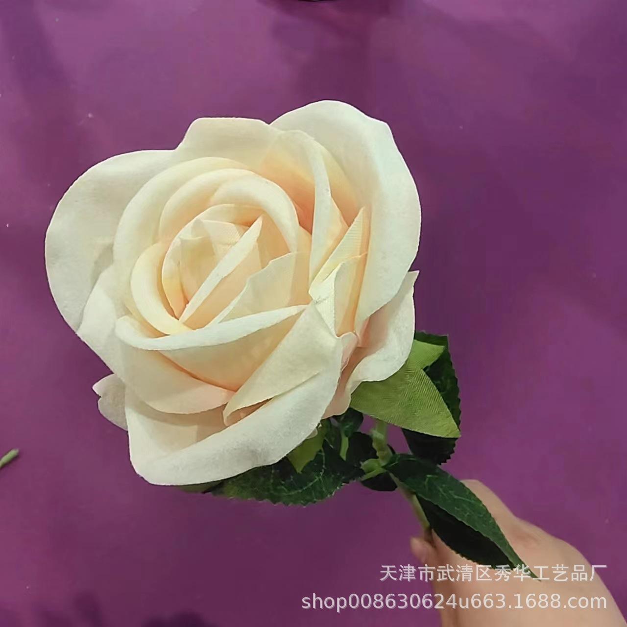 杨玉刚玫瑰香槟色