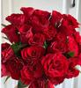 Semillas de Rosa Roja, Plantas Verdes, Florales en Maceta, Semillas de Flores, Plantas de Tierra en Maceta, Semillas de Cuatro Estaciones, Semillas de Rosa