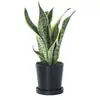 Espada-de-São-Jorge com Borda Dourada para Escritório e Sala de Estar, Planta Verde de Fácil Cuidado, Planta em Vaso, Espadas-de-São-Jorge Altas e Baixas, Flores Fáceis de Cultivar